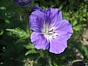 Géranium des bois - Geranium sylvaticum