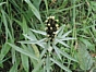 Gnaphale de Norvège