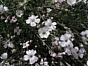 Gypsophila repens