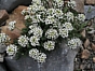 Pritzelago alpina - Hutchinsia alpina