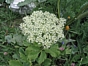 Peucedanum ostruthium