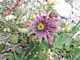 Sempervivum montanum