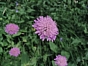 Knautia dipsacifolia