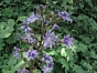 Cicerbita alpina