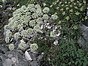 Laserpitium latifollium