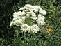 Laserpitium halleri