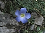 Linum alpinum