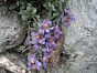 Linaria alpina