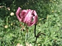 Lilium martagon