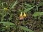 Melampyrum sylvaticum