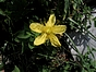 Hypericum maculatum Crantz