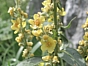 Verbascum lychnitis