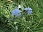 Myosotis des forêts - Myosotis sylvatica