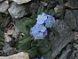 Myosotis des Alpes - Myosotis alpestris F.W.Schmidt