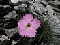 Oeillet des bois - Dianthus sylvestris