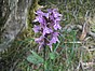 Dactylorhiza fuchsii