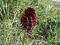 Orchis vanillé
