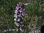 Gymnadenia conopsea var. densiflora