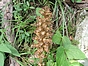 Orobanche elatior