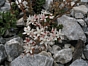Sedum album