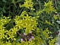 Sedum acre