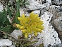 Sedum reflexum - Sedum rupestre