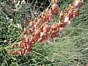 Rumex scutatus