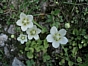 Parnassia palustris