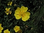 Potentilla aurea
