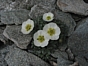 Ranunculus glacialis (jeune fleur)