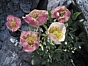 Ranunculus glacialis (fleur vieillissante)