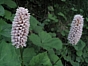 Polygonum bistorta