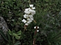 Polygonum viviparum