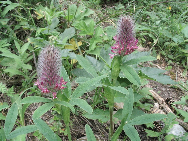 Trfle rouge - Trifolium rubens