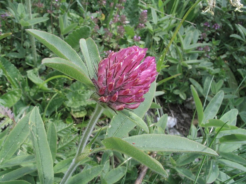 Trfle alpestre - Trifolium alpestre