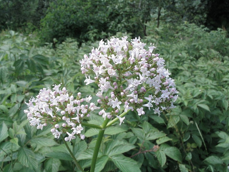 Valriane officinale - Herbe aux chats - Valeriana officinalis