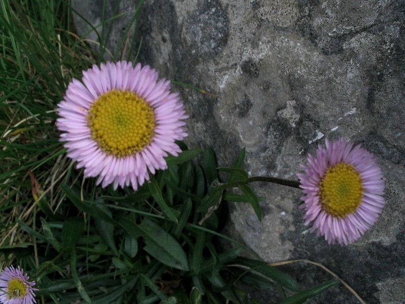 Vergerette  une fleur - Erigeron uniflorus