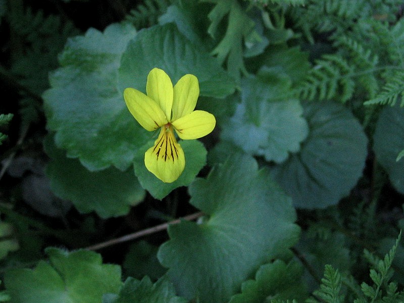 Pense  deux fleurs - Viola biflora